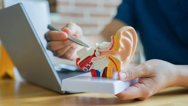 Provider explaining ear anatomy with a model during a consultation