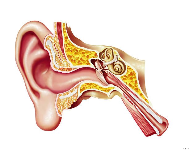 Illustration of the anatomy of the human ear