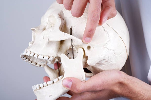 Skull model showing the temporomandibular (TMJ) jaw joint